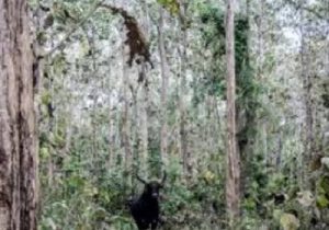Deretan Hutan Angker di Indonesia yang Sering Meminta Tumbal